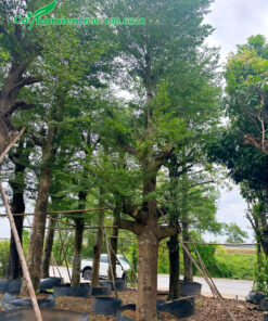 Cây cổ thụ đường kính gốc trên 30cm