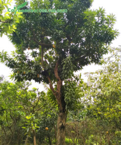 Cây Trứng Gà công trình lâu năm cao hơn 4m