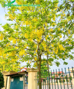 Cây Muồng Hoàng Yến hoa vàng tươi rực rỡ