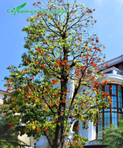 Cây Sang hoa đỏ trồng trước nhà biệt thự