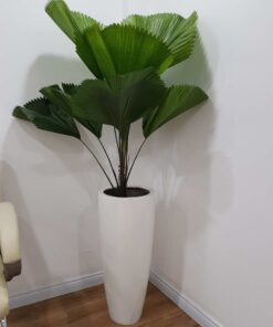 Chậu cây kè nhật để ở góc phòng