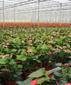 Vườn nuôi trồng cây hồng môn quy mô lớn