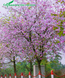 Cây Ban Tây Bắc rực rỡ sắc hoa màu hồng trắng xinh đẹp