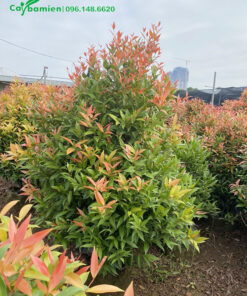 Hồng Lộc cảnh cao 1,5m, dáng tháp đẹp