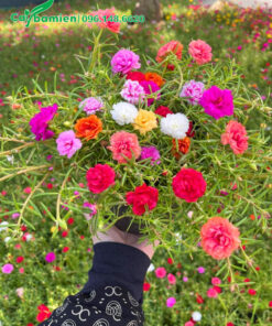 Cây hoa Mười Giờ ngũ sắc đẹp trồng chậu