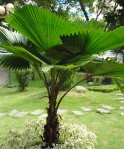 Cây kè nhật trồng trong nhà