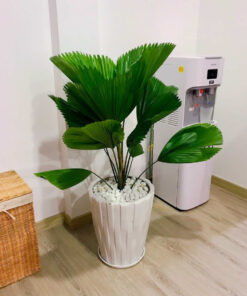 Trồng cân kè nhật trong phòng khách