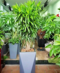 Cung cấp cây trúc bách hợp