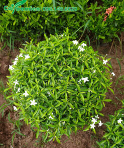 Mai Vạn Phúc ra chồi non và hoa