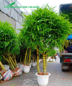 Từng chậu cây Trúc Quan Âm công trình cao hơn 1m được xếp lên xe tải