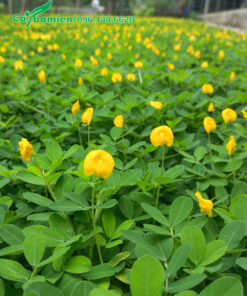 Cỏ lạc tiên hoa vàng đẹp, xanh mướt