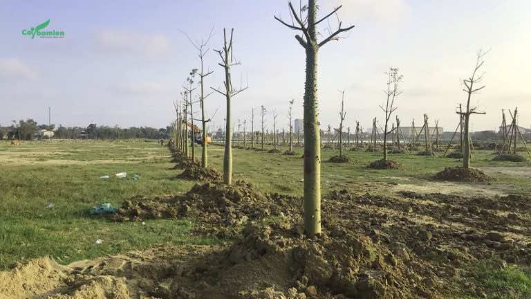 Trồng cây mỹ nhân hoa đẹp tại hồ điều hòa Hà Tĩnh