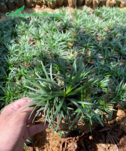 Cây cỏ gấu mỹ xanh đẹp, tươi tốt quanh năm