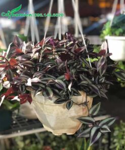 Cây trồng chậu trang trí không gian