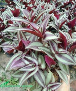 Thài Lài Tía trưởng thành, chiều cao khoảng 35cm