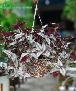Cây Thài Lài Tía trồng trong giỏ để treo trang trí