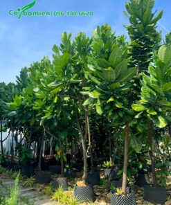 Cây Bàng Vuông Trường Sa chiều cao hơn 2m