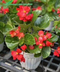 Chậu cây hoa Thu Hải Đường màu đỏ, cánh đơn, chiều cao khoảng 30 - 35cm