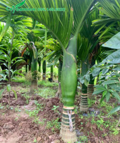 Cây cảnh cau lùn lóng thân cao 50cm