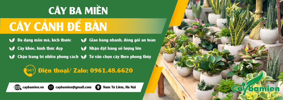 Các loại cây để bàn nhỏ xinh, báo giá tốt