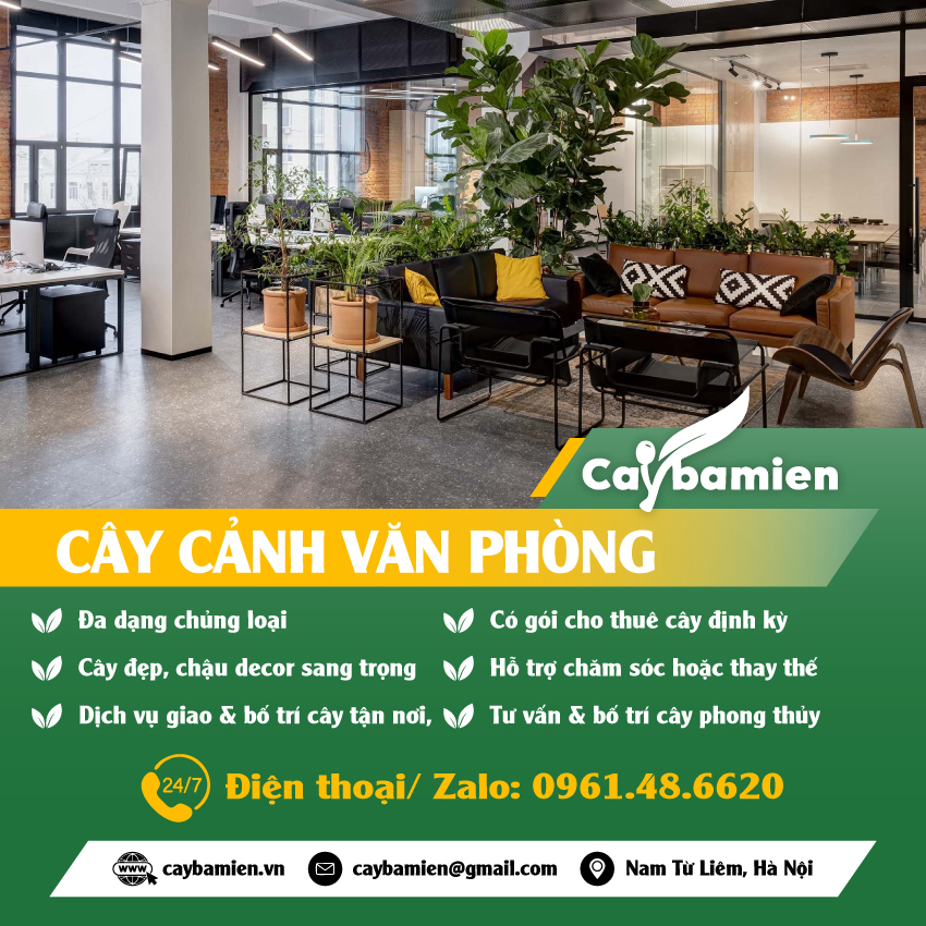 Các loại cây cảnh trang trí văn phòng đẹp