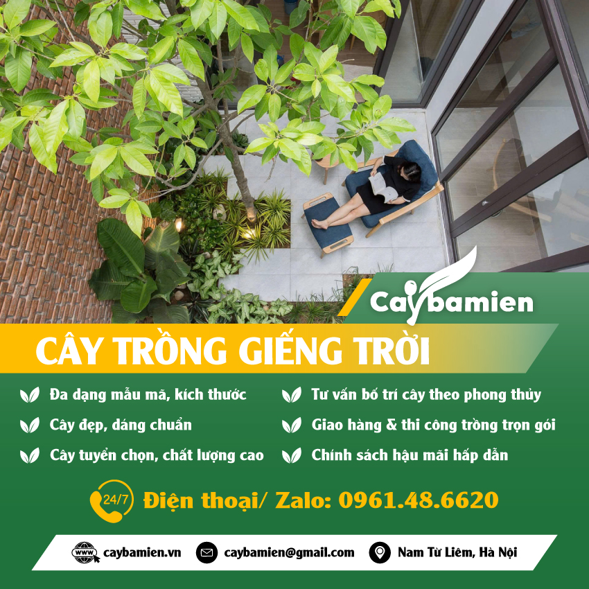 Cây trồng ở giếng trời nhà phố