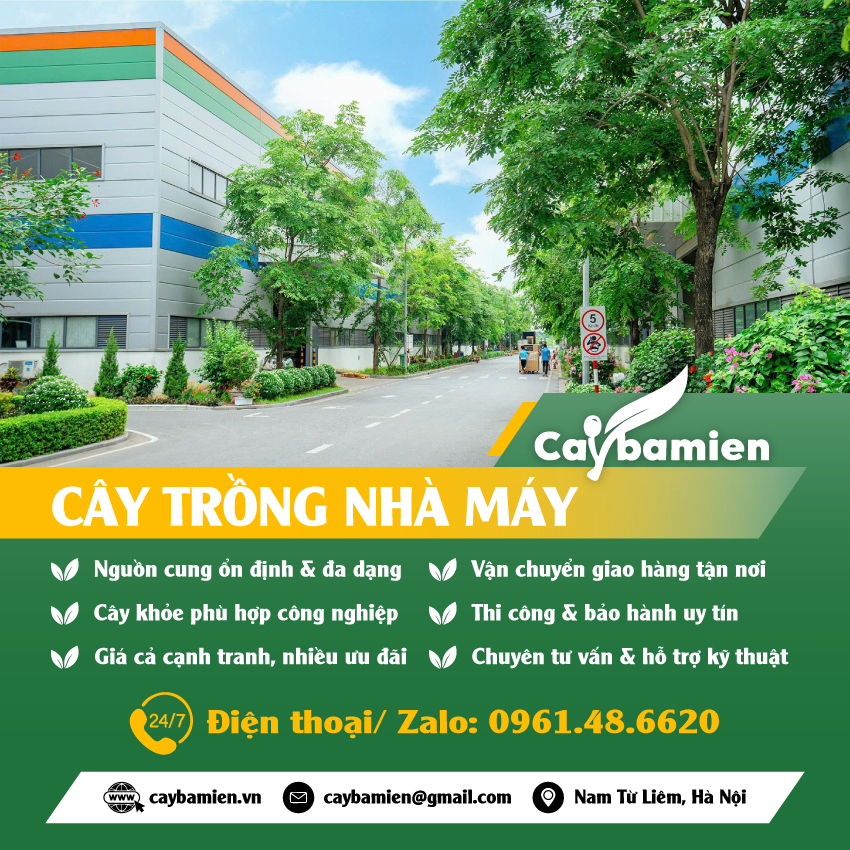 Cây trồng nhà máy xanh đẹp, dễ trồng, dễ chăm, báo giá tốt