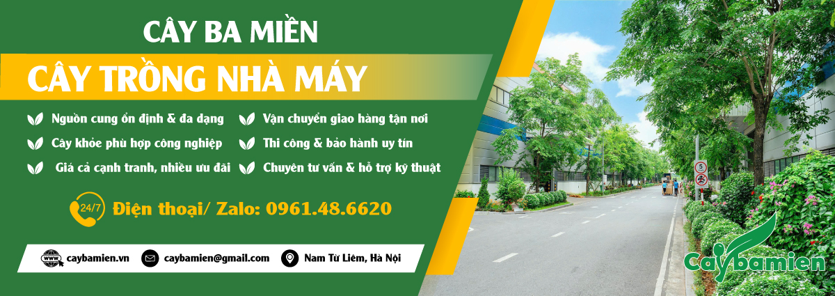 Bán cây trồng nhà máy giá tốt, xanh đẹp quanh năm