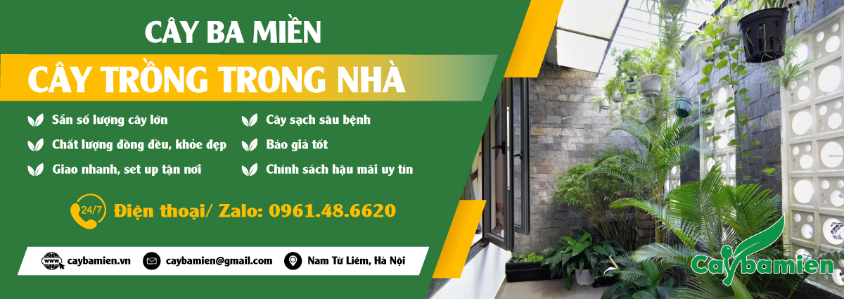Cây cảnh trồng trong nhà đẹp
