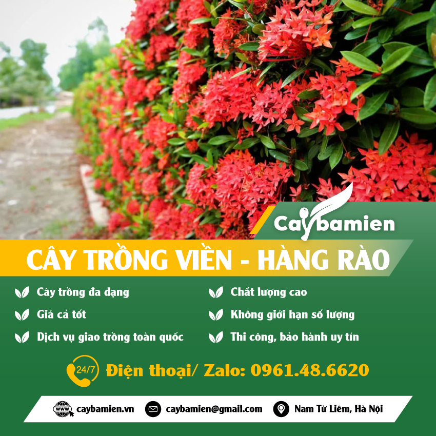 Mua bán cây trồng viền, hàng rào đẹp, xanh quanh năm