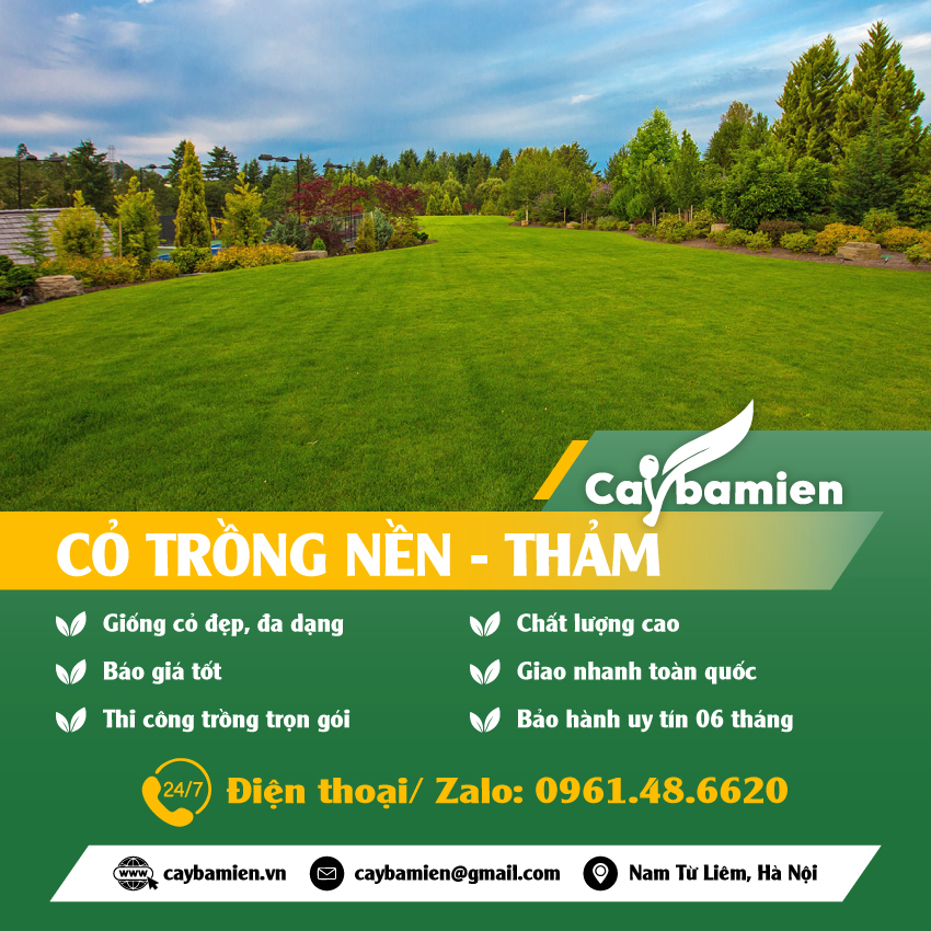 Bán cỏ trồng nền thảm chất lượng cao
