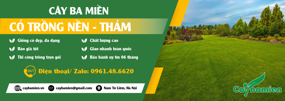 Cỏ trồng nền thản đẹp, giá rẻ