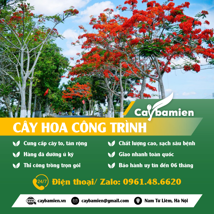 Cung cấp cây hoa công trình đẹp, chất lượng, báo giá cạnh tranh
