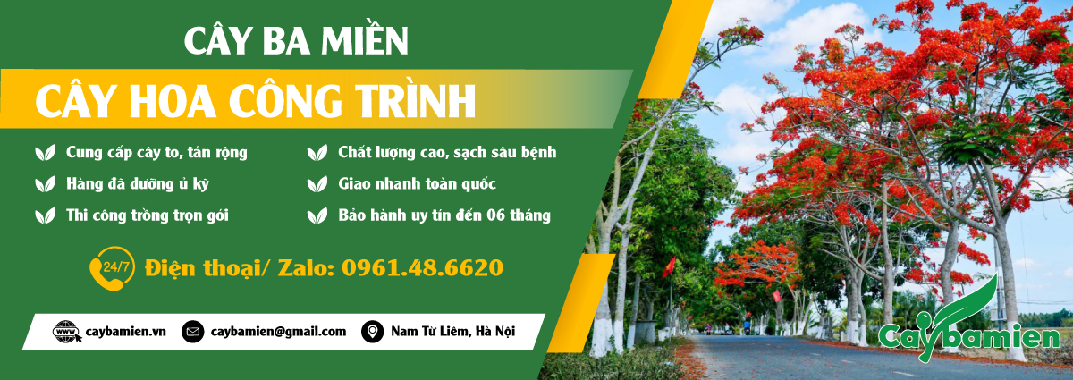 Bán cây hoa công trình đẹp, dễ trồng, báo giá tốt
